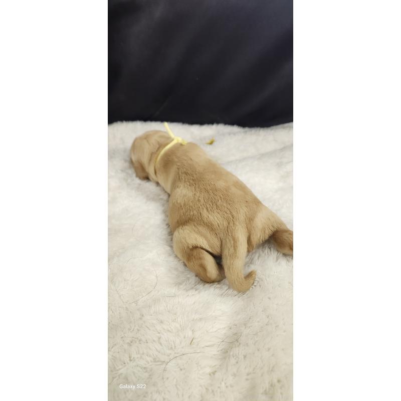 販売中の三重県のミックス犬-434958の2枚目