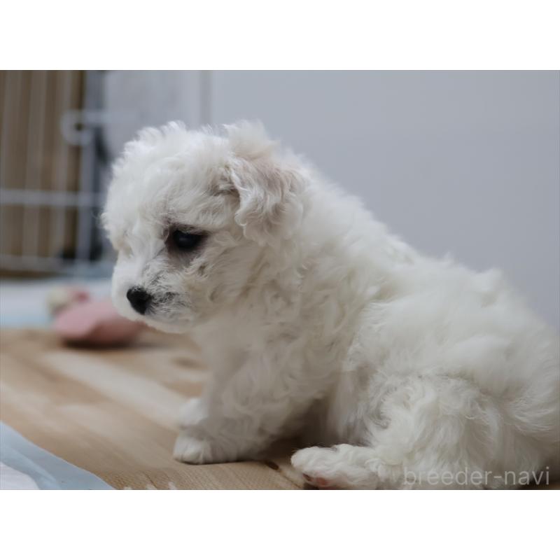 販売中の愛知県のビションフリーゼ-434960の6枚目