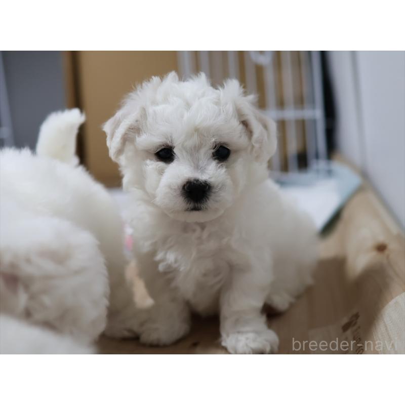 販売中の愛知県のビションフリーゼ-434960の5枚目