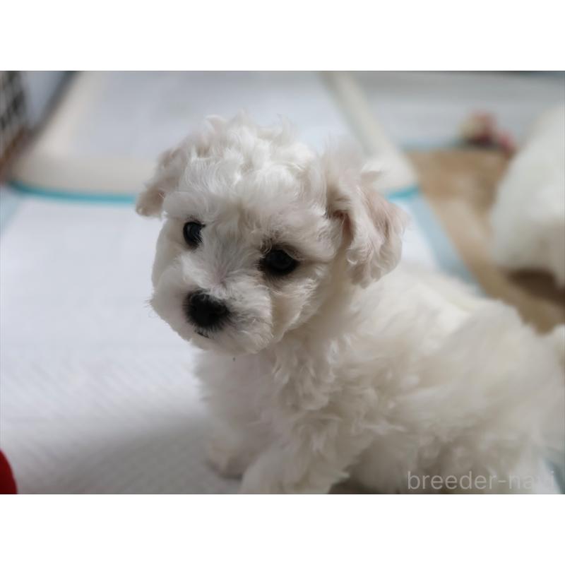 販売中の愛知県のビションフリーゼ-434960の4枚目