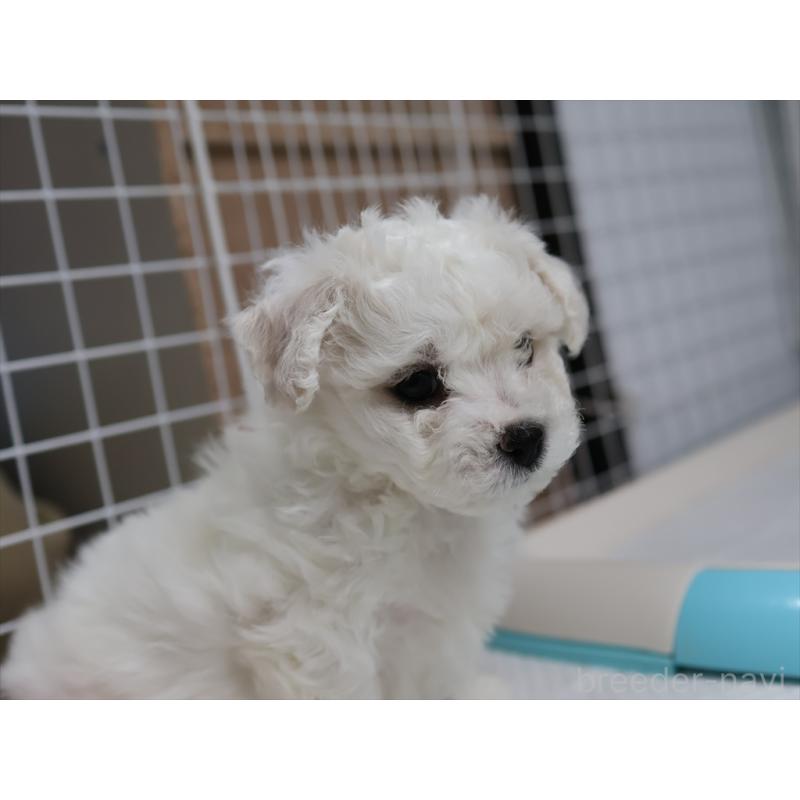 販売中の愛知県のビションフリーゼ-434960の3枚目