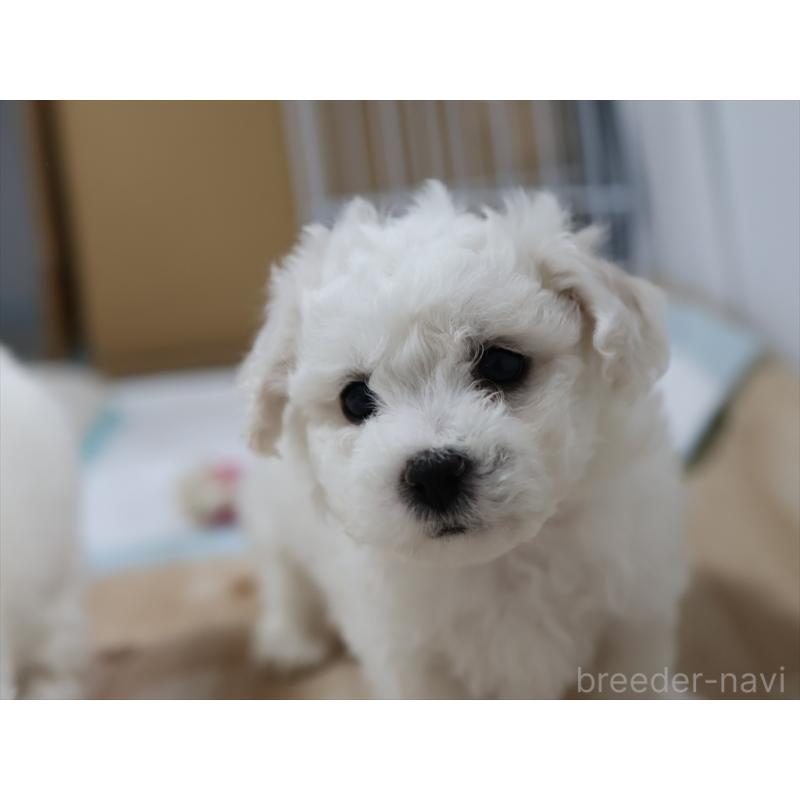 販売中の愛知県のビションフリーゼ-434960の2枚目