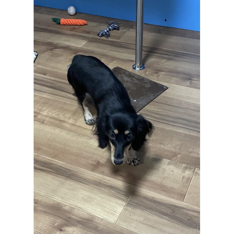 販売中の大阪府のミニチュアダックスフンド(ロングヘアード)-434978の4枚目