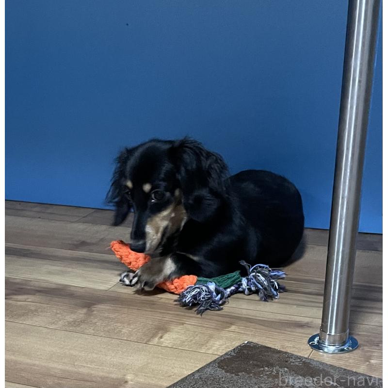 販売中の大阪府のミニチュアダックスフンド(ロングヘアード)-434978の3枚目