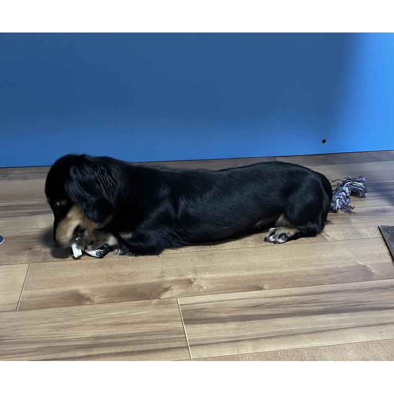 販売中の大阪府のミニチュアダックスフンド(ロングヘアード)-434978の2枚目