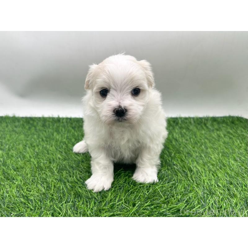 販売中の愛知県のマルチーズ-434963