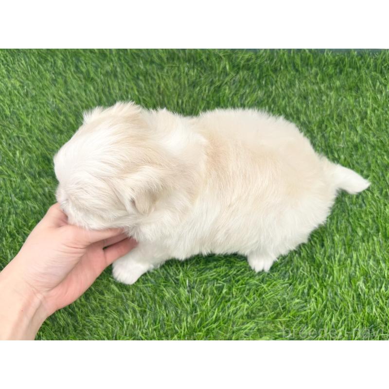 販売中の愛知県のマルチーズ-434963の5枚目