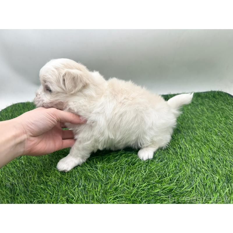 販売中の愛知県のマルチーズ-434963の4枚目