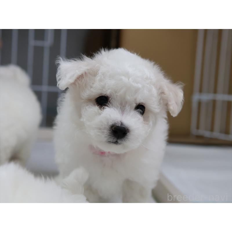 販売中の愛知県のビションフリーゼ-434964の14枚目