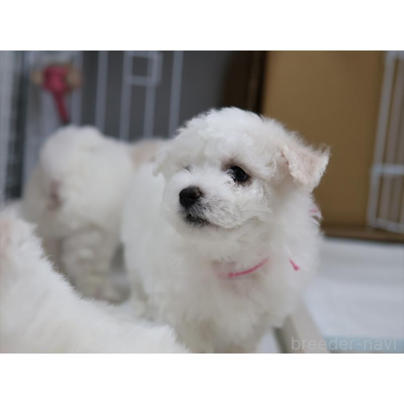 販売中の愛知県のビションフリーゼ-434964の13枚目