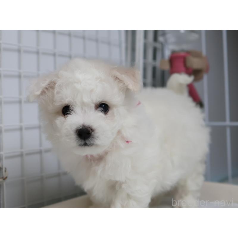 販売中の愛知県のビションフリーゼ-434964の12枚目