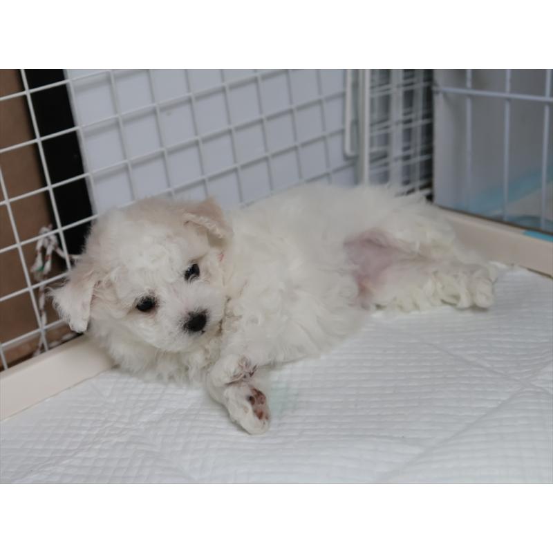 販売中の愛知県のビションフリーゼ-434964の11枚目