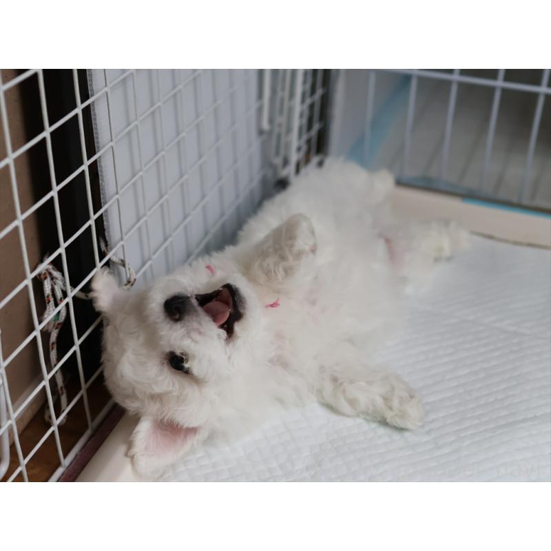 販売中の愛知県のビションフリーゼ-434964の10枚目