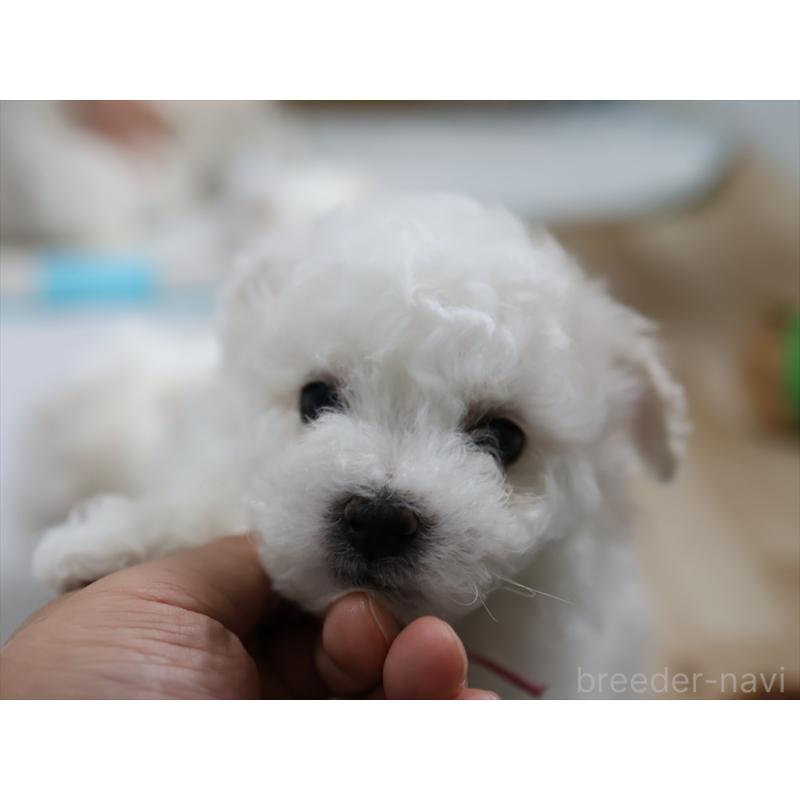 販売中の愛知県のビションフリーゼ-434964の9枚目