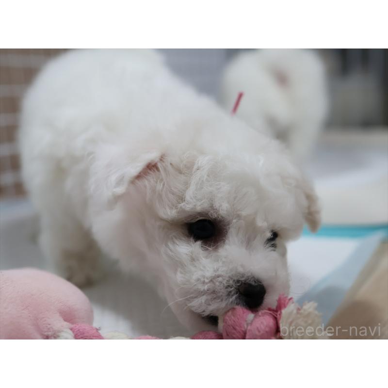 販売中の愛知県のビションフリーゼ-434964の8枚目