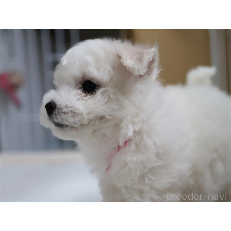 販売中の愛知県のビションフリーゼ-434964の7枚目