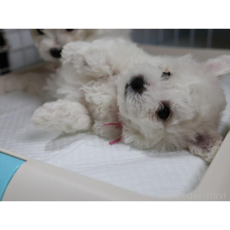 販売中の愛知県のビションフリーゼ-434964の6枚目