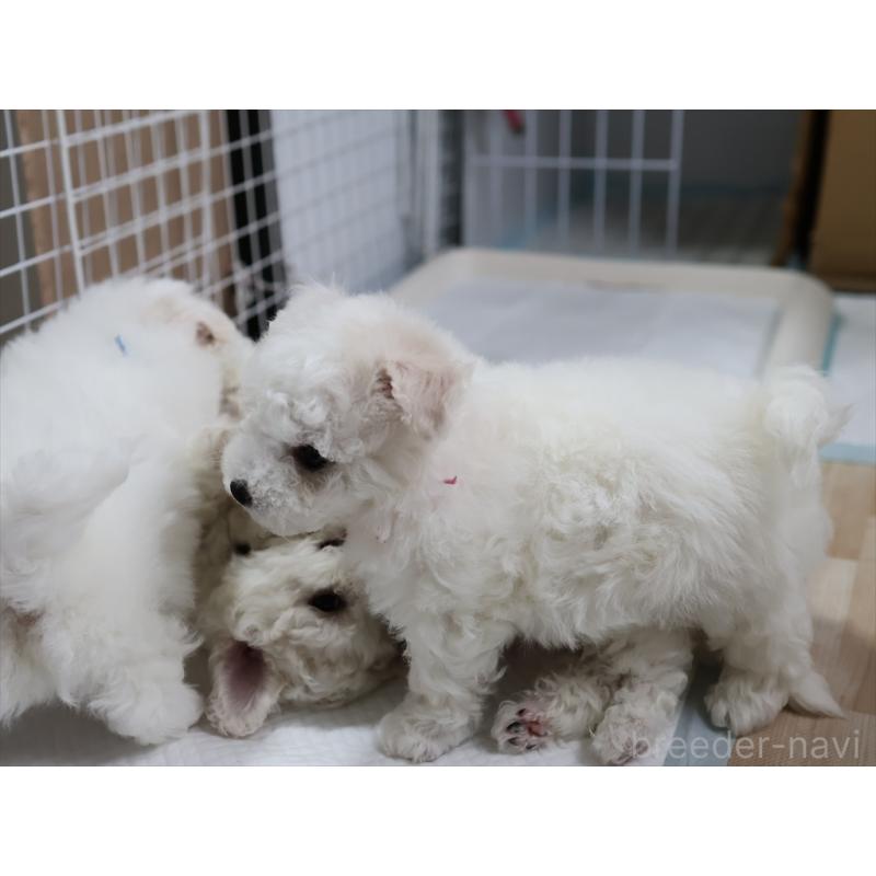 販売中の愛知県のビションフリーゼ-434964の5枚目