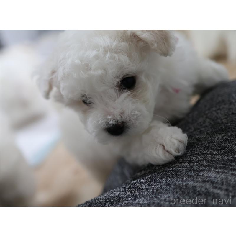 販売中の愛知県のビションフリーゼ-434964の4枚目