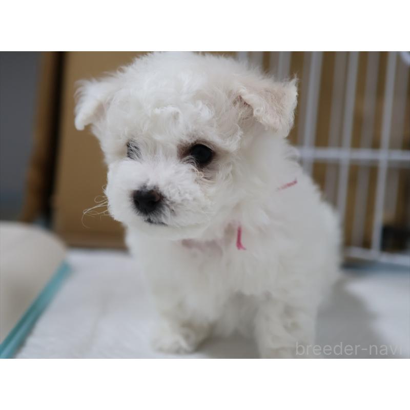 販売中の愛知県のビションフリーゼ-434964の3枚目