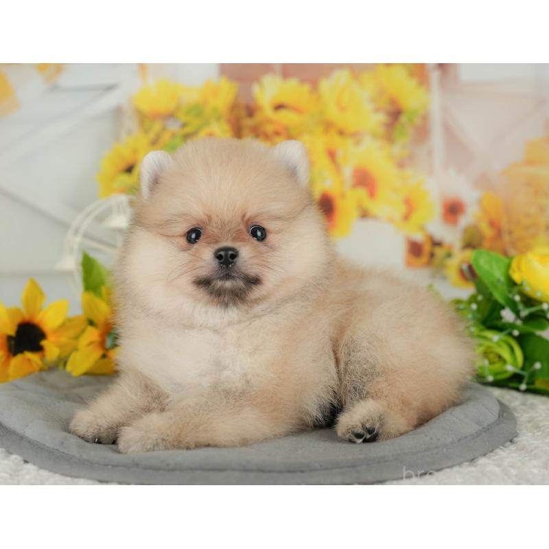 販売中の埼玉県のポメラニアン-434968の8枚目