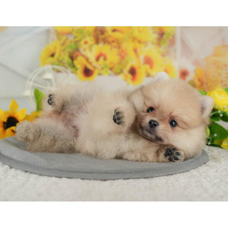 販売中の埼玉県のポメラニアン-434968の7枚目