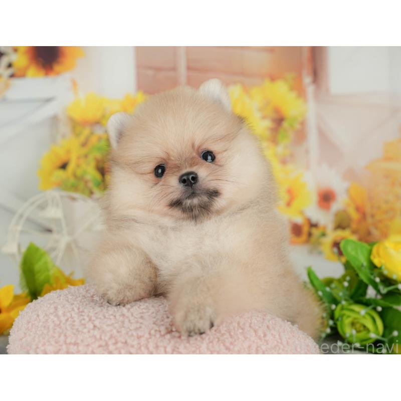 販売中の埼玉県のポメラニアン-434968の6枚目