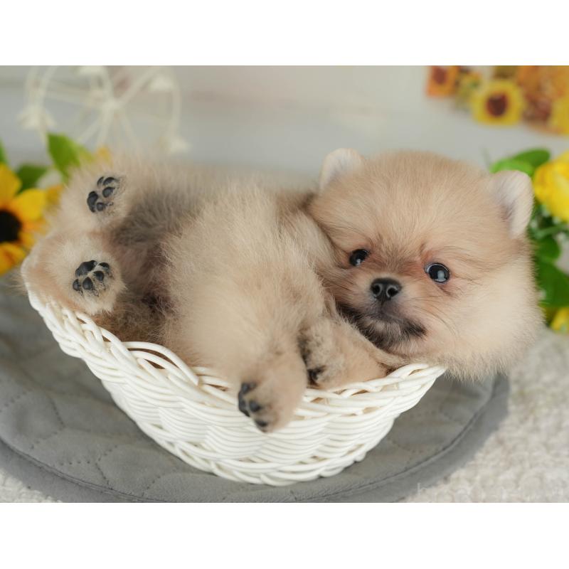 販売中の埼玉県のポメラニアン-434968の5枚目