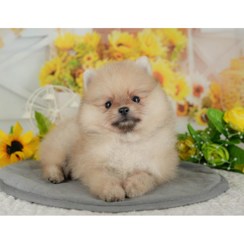 販売中の埼玉県のポメラニアン-434968の4枚目