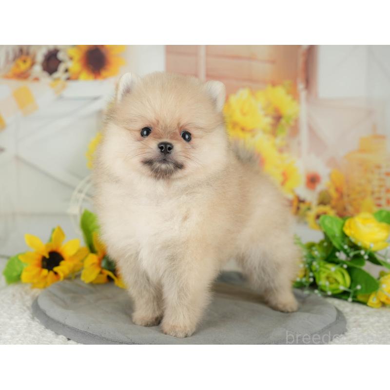 販売中の埼玉県のポメラニアン-434968の3枚目