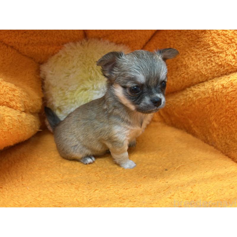 販売中の神奈川県のチワワ(ロングコート)-434991の4枚目