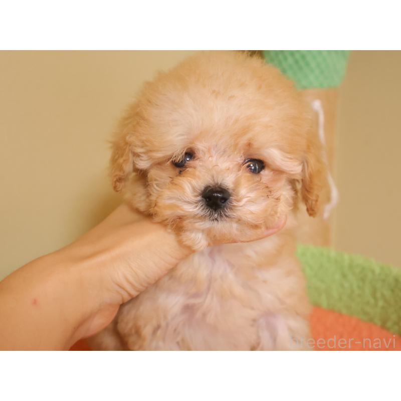 販売中の埼玉県のトイプードル-434976の7枚目