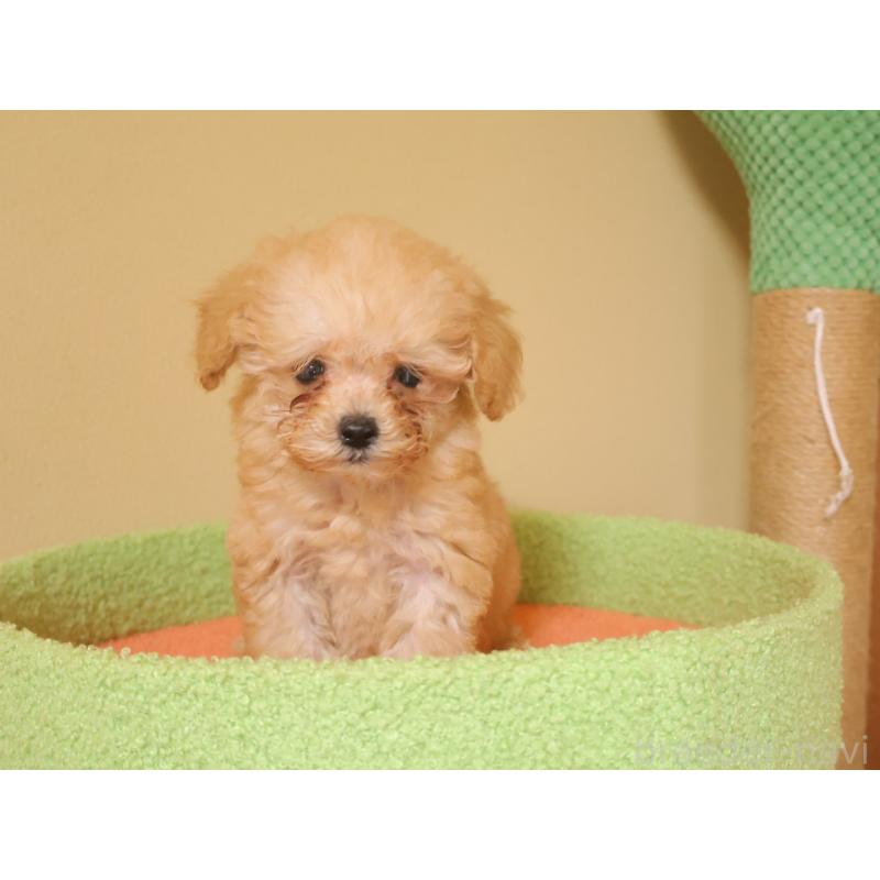 販売中の埼玉県のトイプードル-434976の6枚目