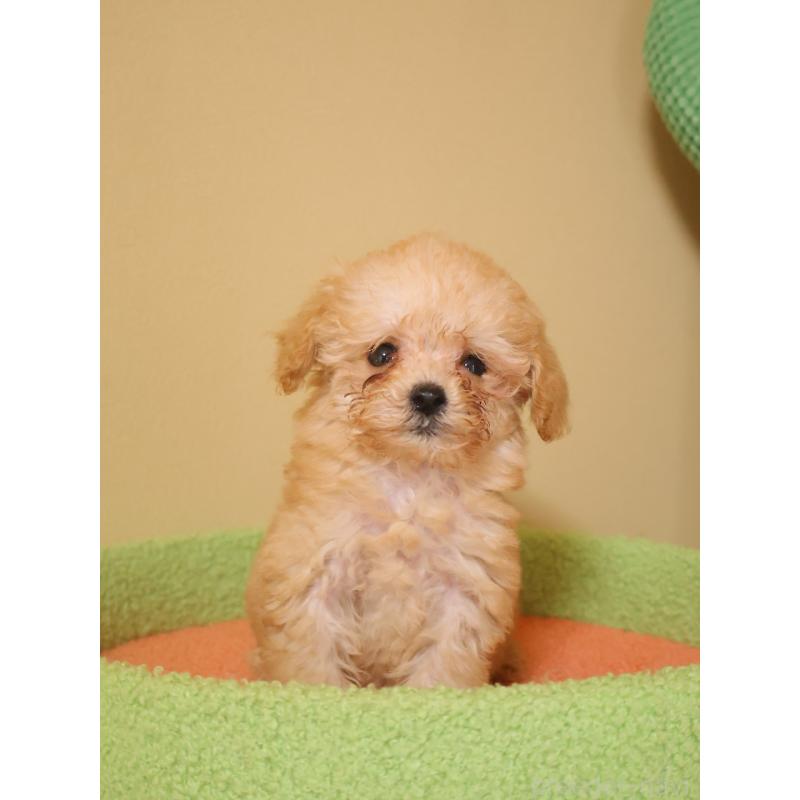 販売中の埼玉県のトイプードル-434976の5枚目