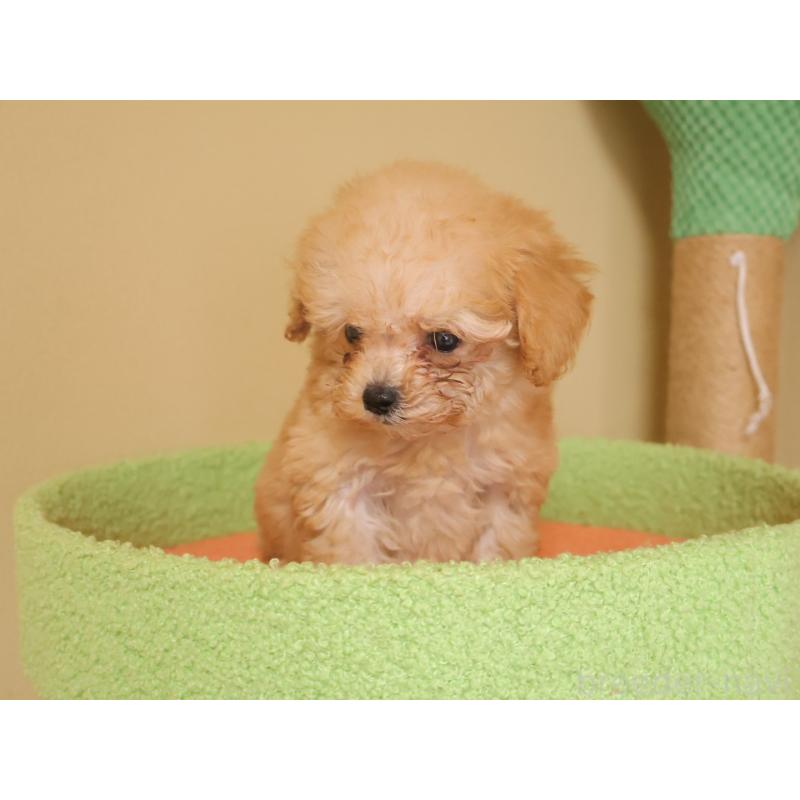 販売中の埼玉県のトイプードル-434976の4枚目