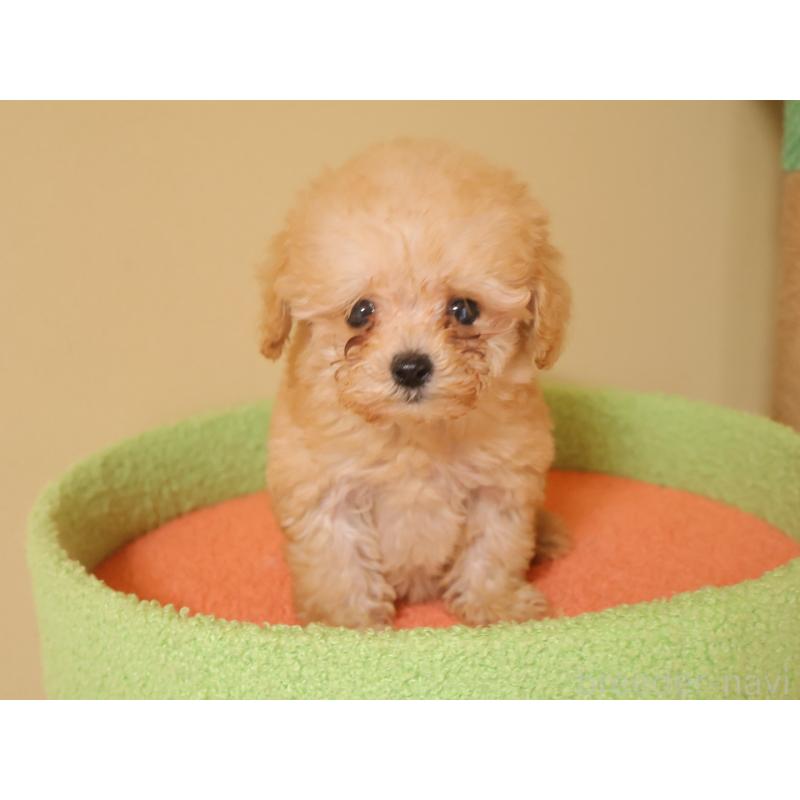 販売中の埼玉県のトイプードル-434976の3枚目