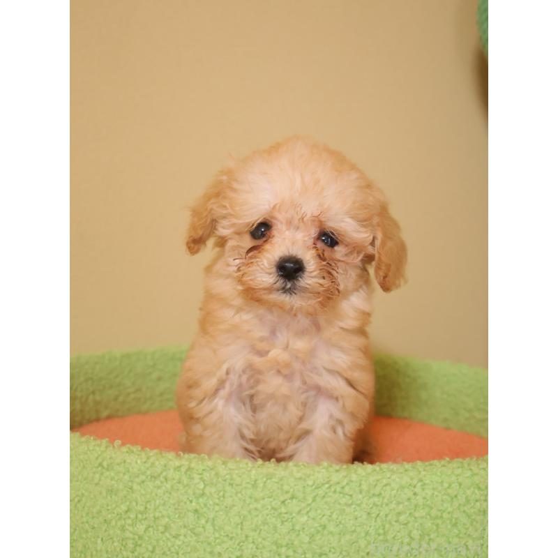 販売中の埼玉県のトイプードル-434976の2枚目