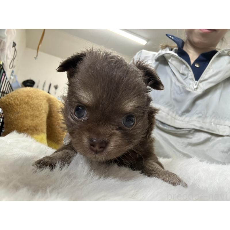 販売中の千葉県のチワワ(ロングコート)-434979の5枚目