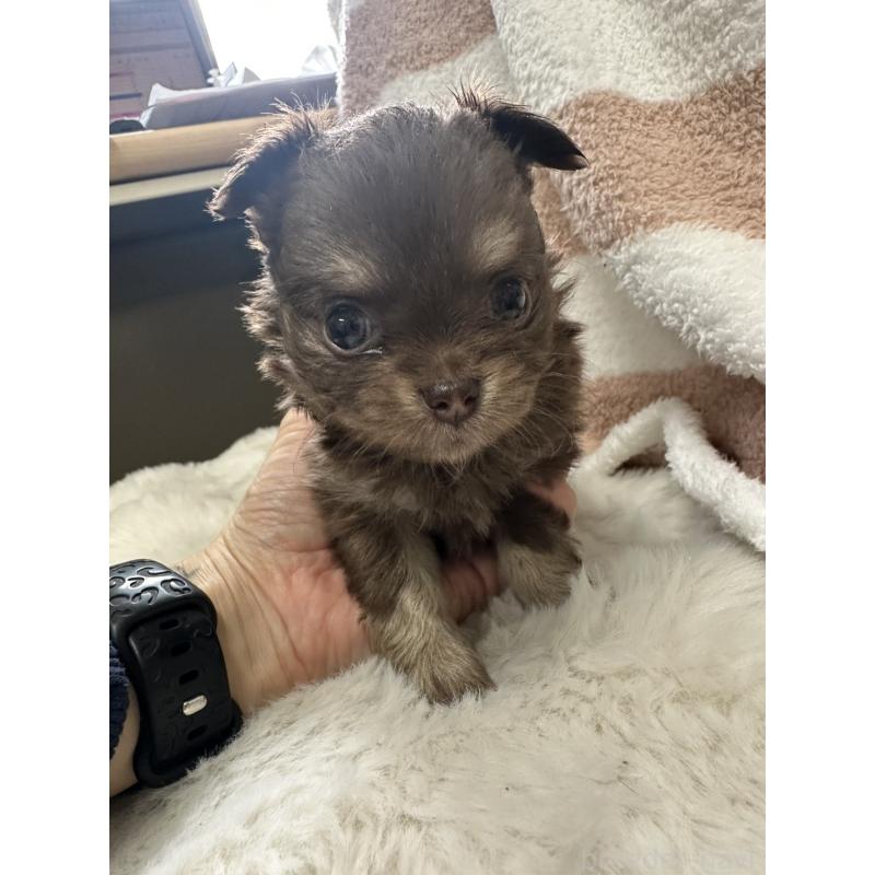 販売中の千葉県のチワワ(ロングコート)-434979