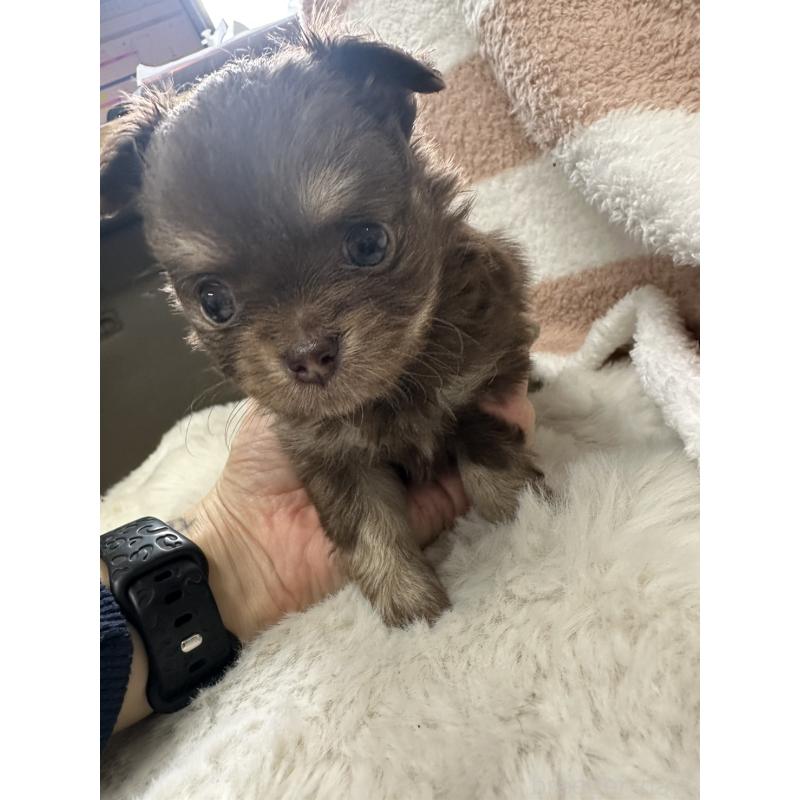 販売中の千葉県のチワワ(ロングコート)-434979の4枚目