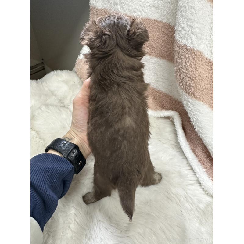 販売中の千葉県のチワワ(ロングコート)-434979の3枚目