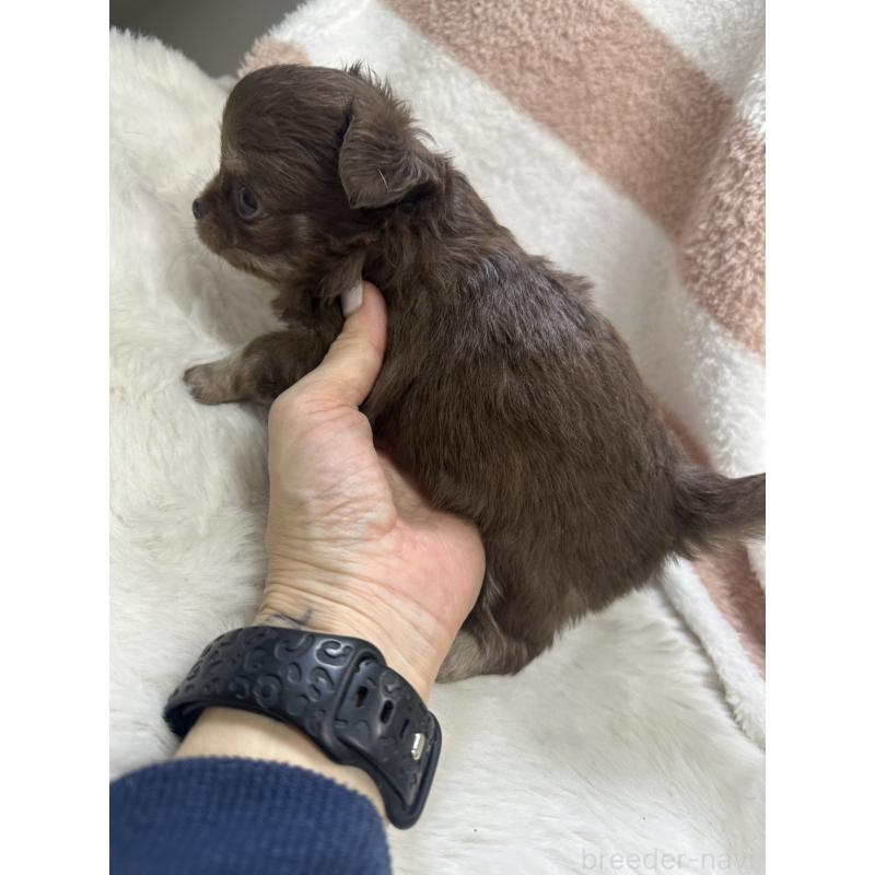 販売中の千葉県のチワワ(ロングコート)-434979の2枚目