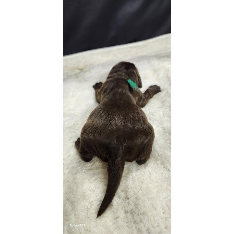 販売中の三重県のミックス犬-434980の2枚目