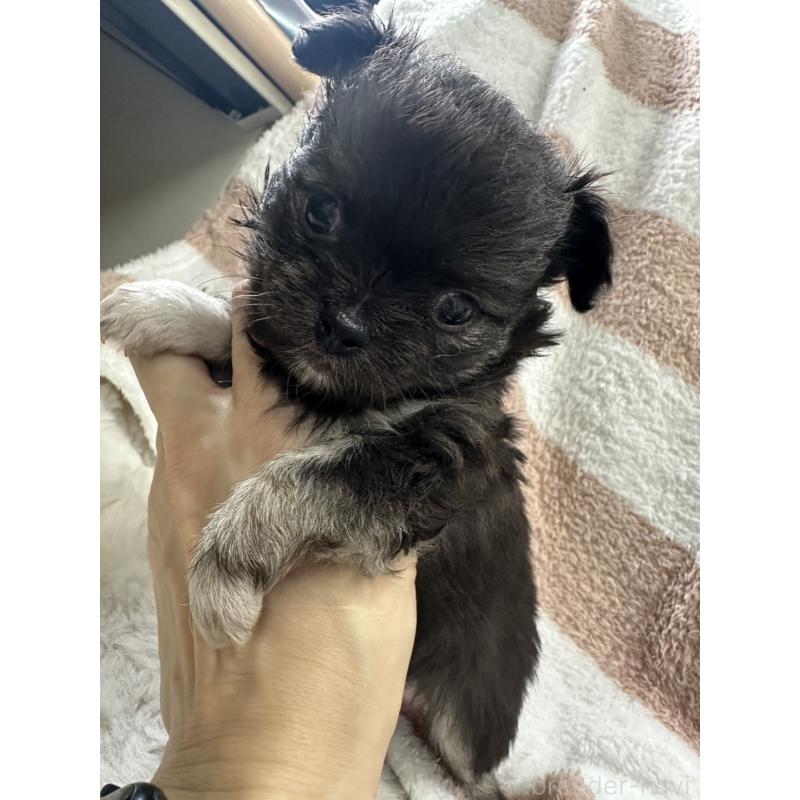 販売中の千葉県のチワワ(ロングコート)-434981の5枚目