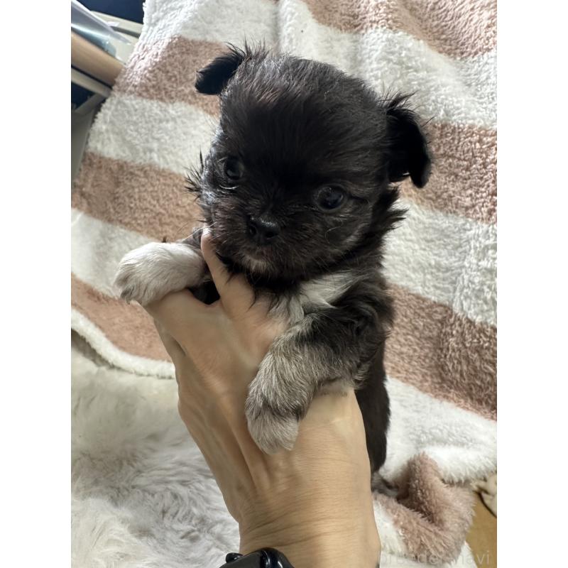 販売中の千葉県のチワワ(ロングコート)-434981の4枚目