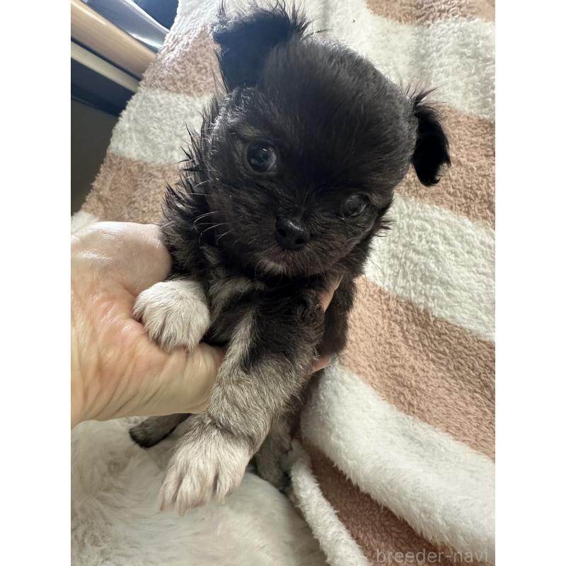 販売中の千葉県のチワワ(ロングコート)-434981