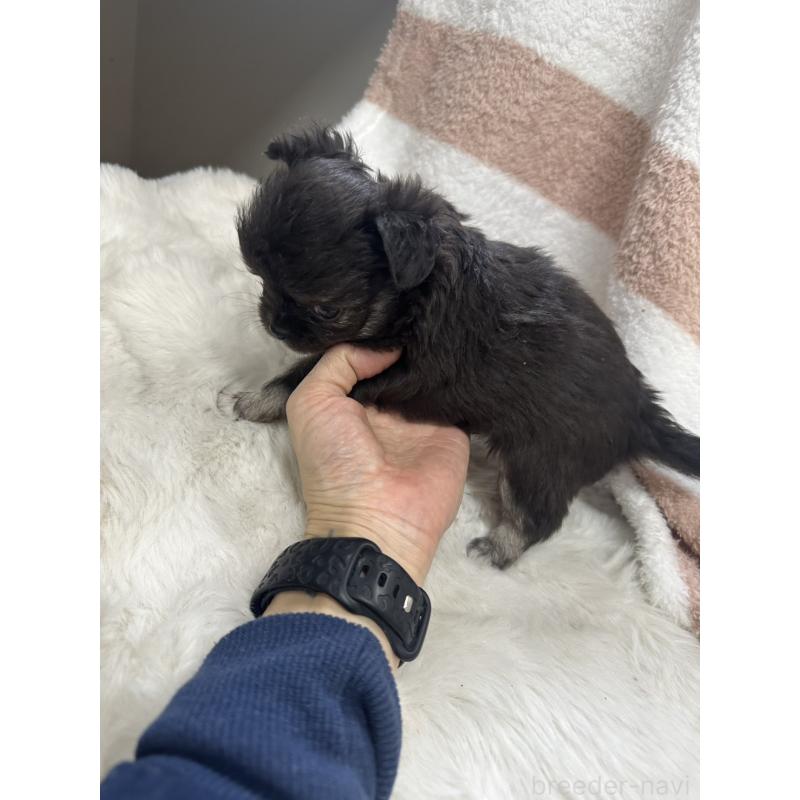 販売中の千葉県のチワワ(ロングコート)-434981の3枚目