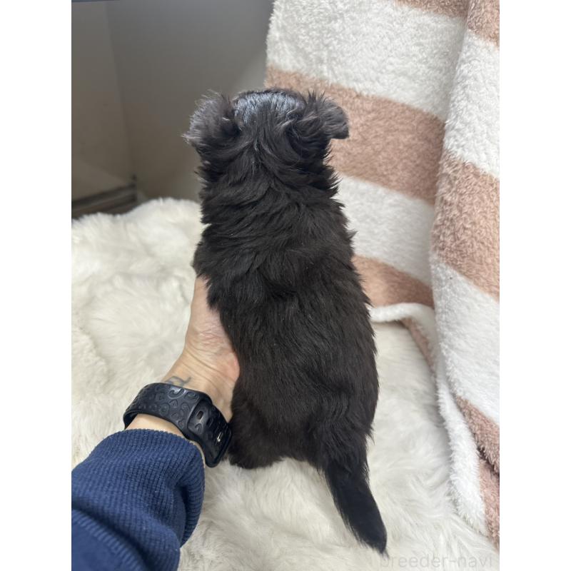 販売中の千葉県のチワワ(ロングコート)-434981の2枚目