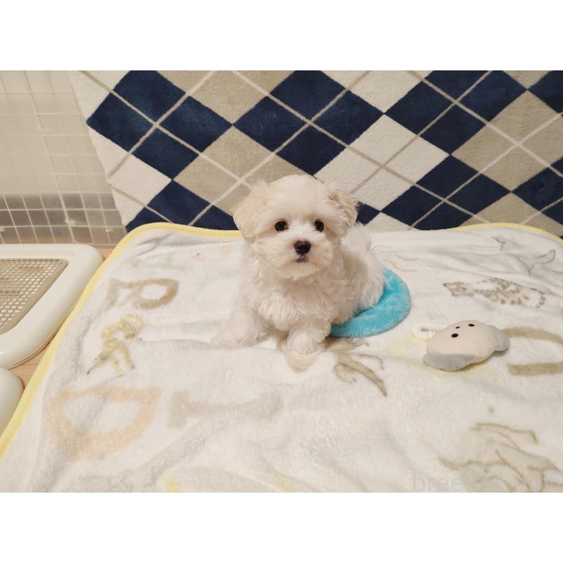 販売中の岡山県のマルチーズ-428294の5枚目