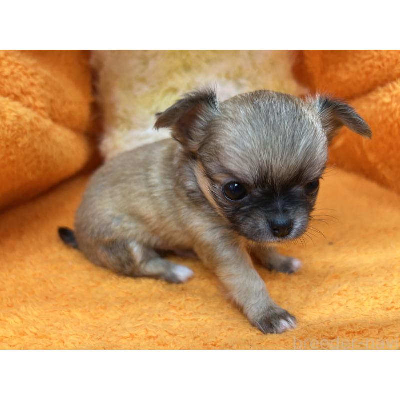 販売中の神奈川県のチワワ(ロングコート)-434989の3枚目